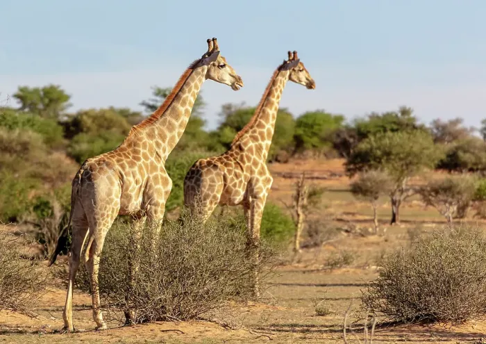 Framed Print : Giraffe, Bagatelle Kalahari Game Ranch, Mariental, Namibia Framed Print : Giraffe, Bagatelle Kalahari Game Ranch, Mariental, Namibia