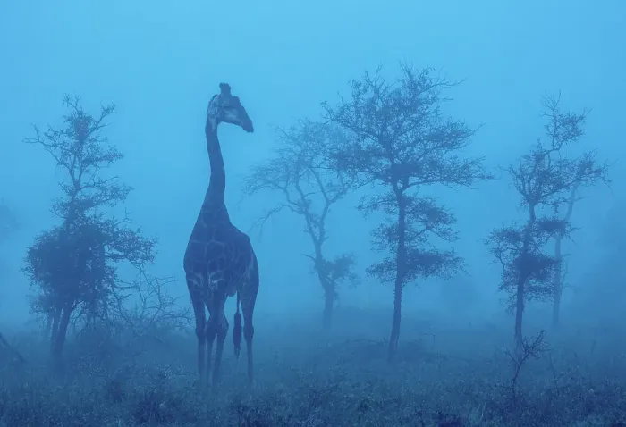 Framed Print : Giraffe in blue dawn mist, Zimanga Private Game Reserve, Natal, South Africa Framed Print : Giraffe in blue dawn mist, Zimanga Private Game Reserve, Natal, South Africa