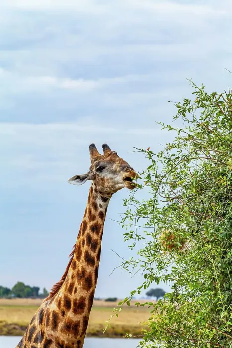 Framed Print : Giraffe, Chobe National Park, Botswana, Africa Framed Print : Giraffe, Chobe National Park, Botswana, Africa