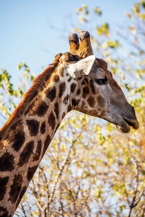 Framed Print : Giraffe, Chobe National Park, Botswana, Africa Framed Print : Giraffe, Chobe National Park, Botswana, Africa