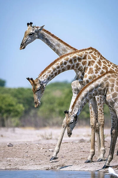 Giraffe drinking, Okavango Delta, Botswana