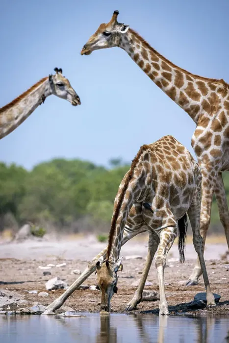 Framed Print : Giraffe drinking, Okavango Delta, Botswana Framed Print : Giraffe drinking, Okavango Delta, Botswana