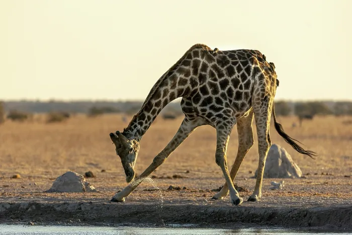 Framed Print : Giraffe Drinking at a waterhole, Nxai Pan National Park, Botswana Framed Print : Giraffe Drinking at a waterhole, Nxai Pan National Park, Botswana