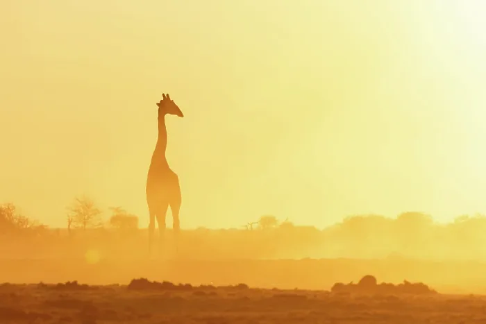 Framed Print : Giraffe in a dusty golden sunset at a waterhole, Nxai Pan National Park, Botswana Framed Print : Giraffe in a dusty golden sunset at a waterhole, Nxai Pan National Park, Botswana