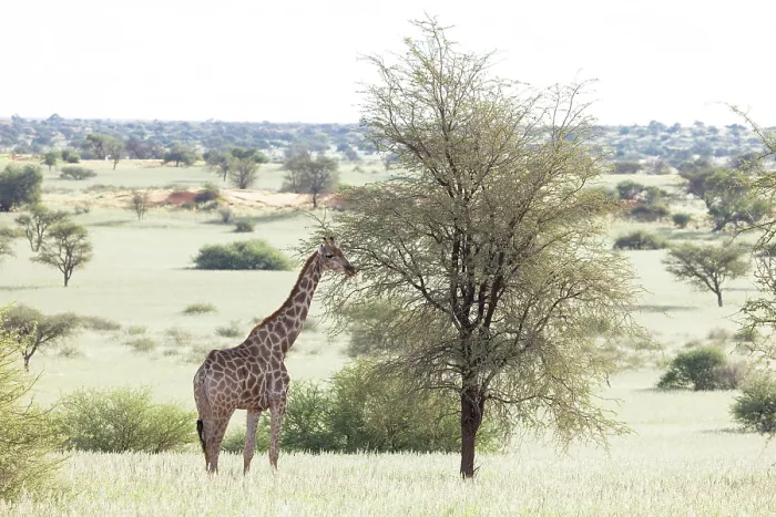 Framed Print : Giraffe eating from a tree, Bagatelle Kalahari Game Ranch, Mariental, Namibia