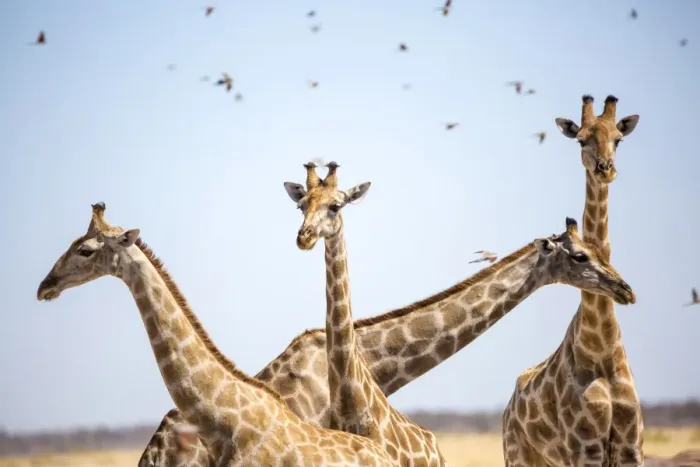 Framed Print : Giraffe in Etosha, Namibia, Africa Framed Print : Giraffe in Etosha, Namibia, Africa