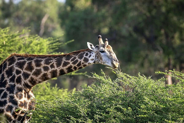 Giraffe Feeding, Okavango Delta, Botswana
