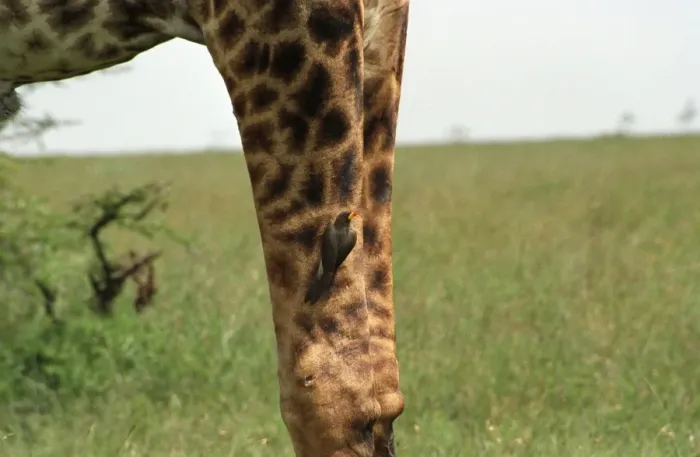 Framed Print : Giraffe (Giraffa camelopardalis) Framed Print : Giraffe (Giraffa camelopardalis)