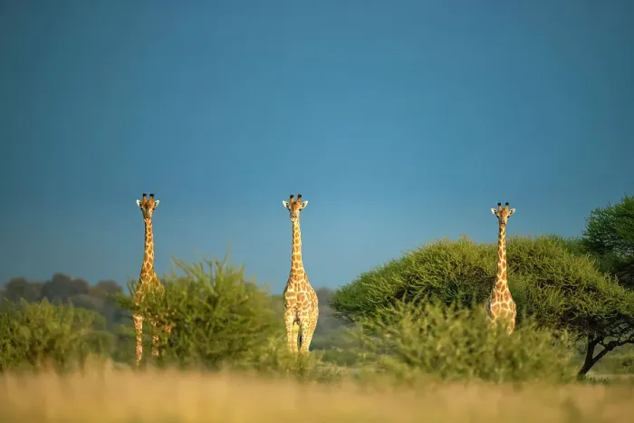 Framed Print : Giraffe Herd, Kalahari Desert, Botswana