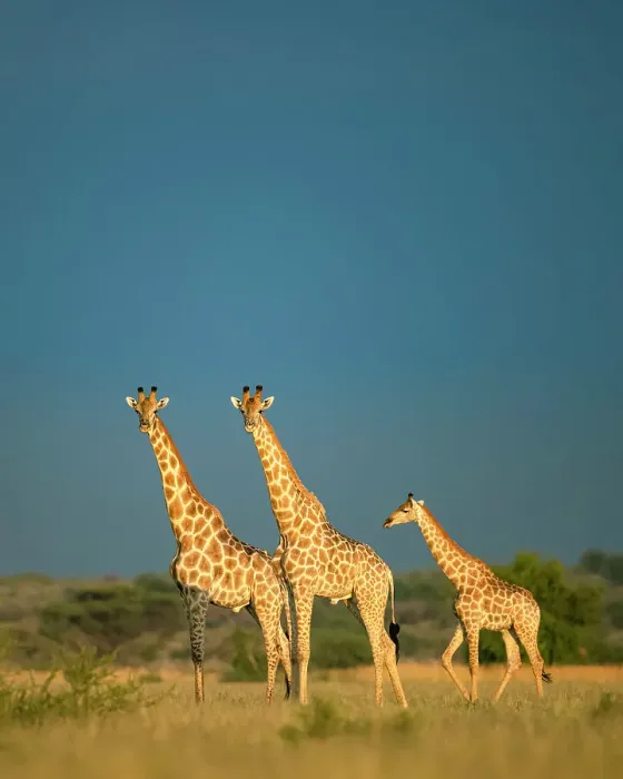Framed Print : Giraffe Herd, Kalahari Desert, Botswana