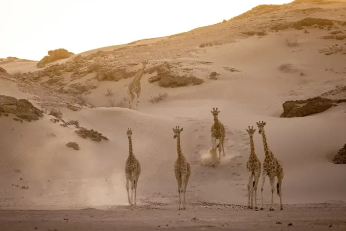 Framed Print : Giraffe herd, Skeleton Coast National Park, Namibia Framed Print : Giraffe herd, Skeleton Coast National Park, Namibia