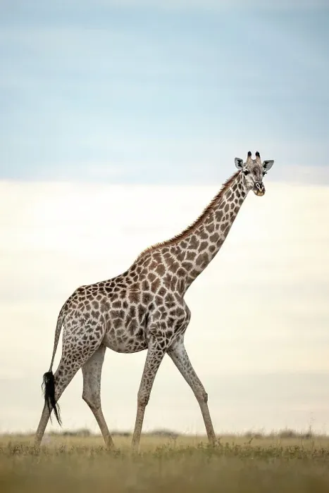 Framed Print : Giraffe, Makgadikgadi Salt Pans, Botswana Framed Print : Giraffe, Makgadikgadi Salt Pans, Botswana