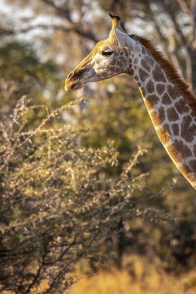 Giraffe, Moremi Game Reserve, Okavango Delta, Botswana