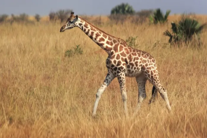 Framed Print : Giraffe, Murchison Falls Conservation Area Framed Print : Giraffe, Murchison Falls Conservation Area