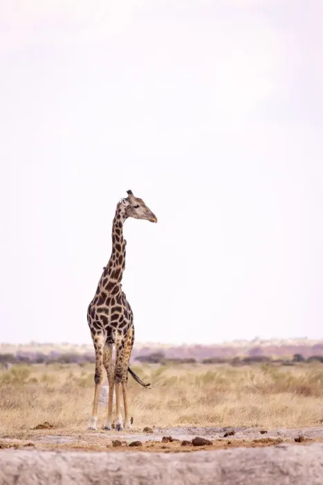 Framed Print : Giraffe, Nxai Pan National Park, Botswana