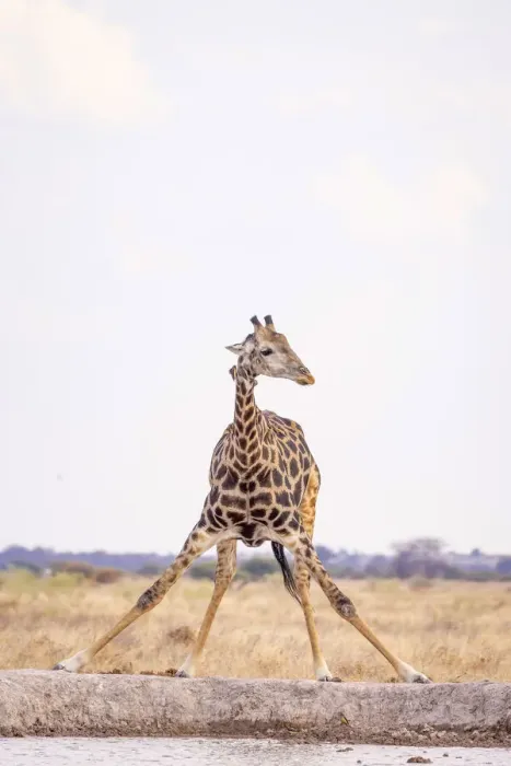Framed Print : Giraffe, Nxai Pan National Park, Botswana Framed Print : Giraffe, Nxai Pan National Park, Botswana