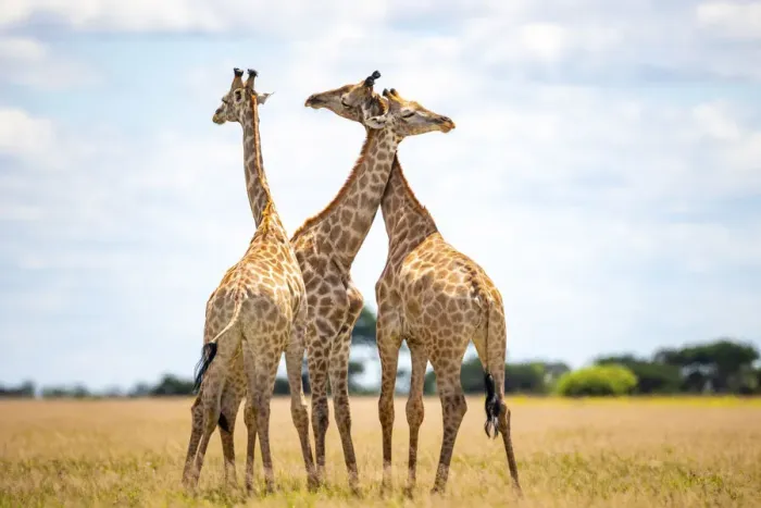 Framed Print : Giraffe, Nxai Pan National Park, Botswana Framed Print : Giraffe, Nxai Pan National Park, Botswana