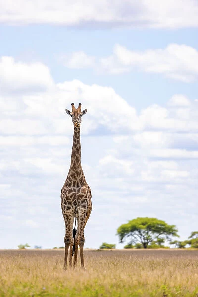 Giraffe, Nxai Pan National Park, Botswana