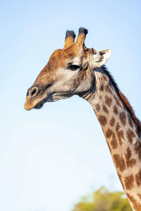 Framed Print : Giraffe, Okavango Delta, Botswana Framed Print : Giraffe, Okavango Delta, Botswana