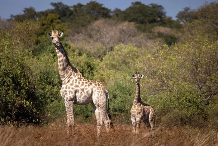 Framed Print : Giraffe, Okavango Delta, Botswana Framed Print : Giraffe, Okavango Delta, Botswana