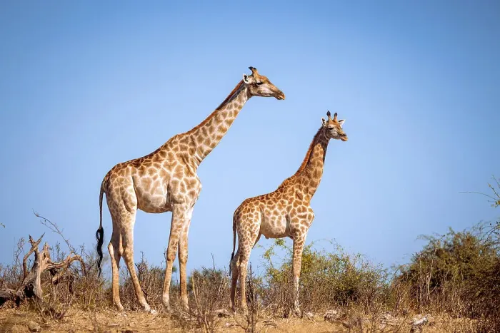 Framed Print : Giraffe, Okavango Delta, Botswana