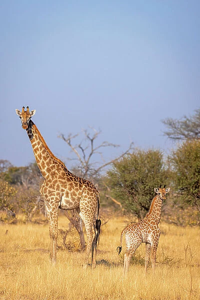 Giraffe, Okavango Delta, Botswana