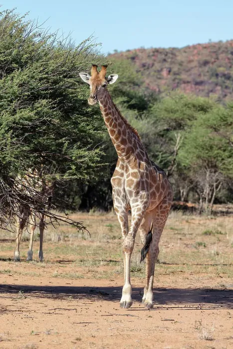 Framed Print : Giraffe, Okonjima Nature Reserve, Namibia, Africa Framed Print : Giraffe, Okonjima Nature Reserve, Namibia, Africa