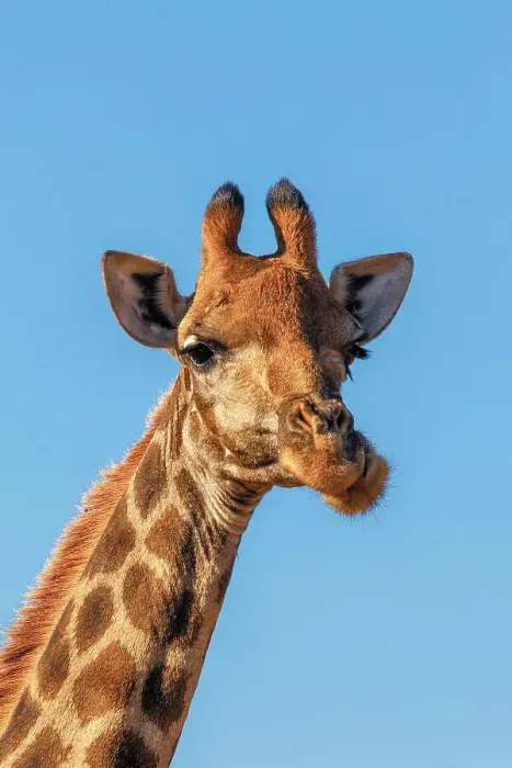Framed Print : A Giraffe at Pilanesberg National Park, North West Province, South Africa