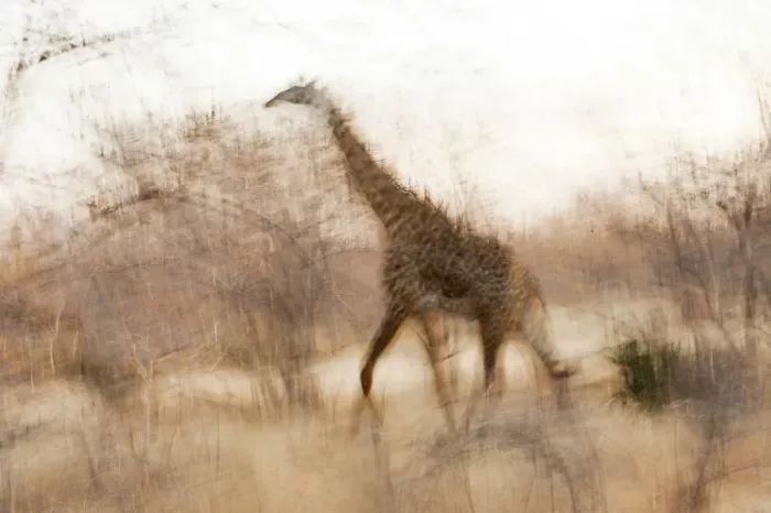 Framed Print : Giraffe in Ruaha National Park, Tanzania Framed Print : Giraffe in Ruaha National Park, Tanzania