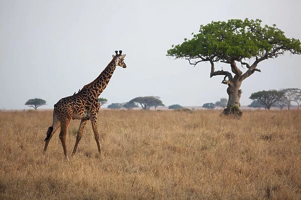 A giraffe on the Serengeti plains in Tanzania