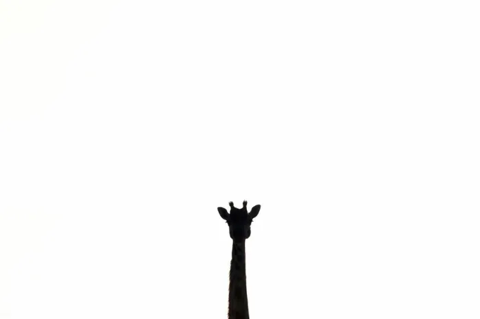 Framed Print : Giraffe in Serengeti, Tanzania Framed Print : Giraffe in Serengeti, Tanzania