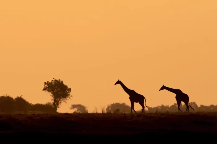 Framed Print : Giraffe silhouettes, Chobe River, Chobe National Park, Botswana Framed Print : Giraffe silhouettes, Chobe River, Chobe National Park, Botswana