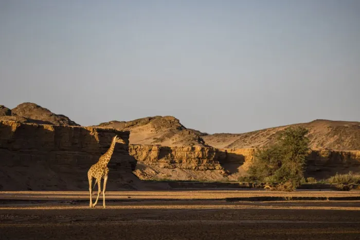 Framed Print : Giraffe, Skeleton Coast National Park, Namibia Framed Print : Giraffe, Skeleton Coast National Park, Namibia