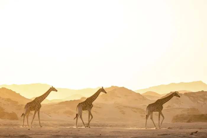 Framed Print : Giraffe, Skeleton Coast National Park, Namibia