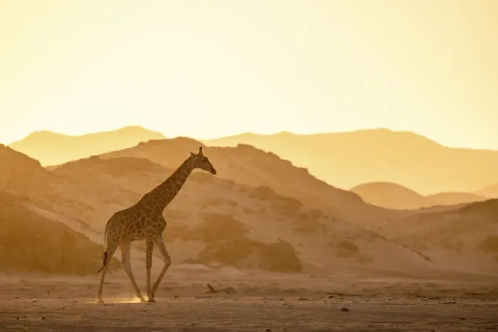 Framed Print : Giraffe, Skeleton Coast National Park, Namibia Framed Print : Giraffe, Skeleton Coast National Park, Namibia