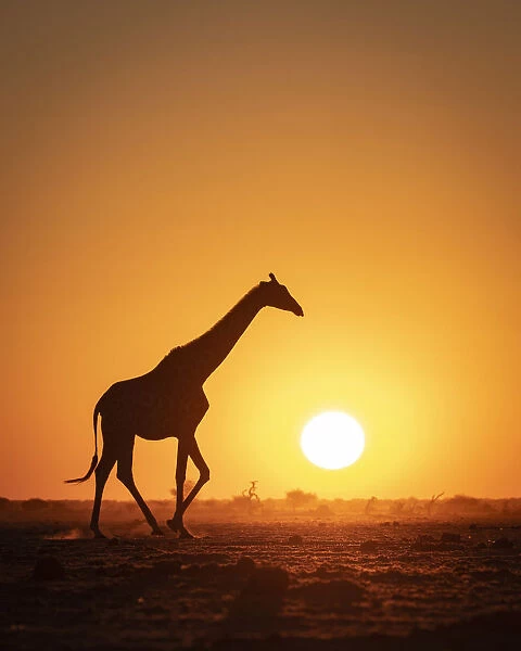 Giraffe sunset silhouette, Nxai Pan National Park, Botswana