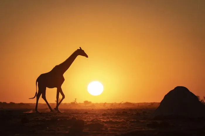 Framed Print : Giraffe sunset silhouette, Nxai Pan National Park, Botswana Framed Print : Giraffe sunset silhouette, Nxai Pan National Park, Botswana