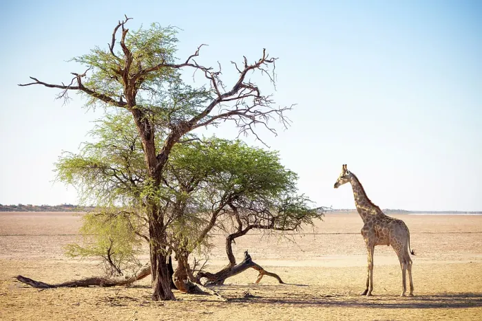 Framed Print : Giraffe and tree in wide open space, Bagatelle Kalahari Game Ranch, Mariental, Namibia Framed Print : Giraffe and tree in wide open space, Bagatelle Kalahari Game Ranch, Mariental, Namibia