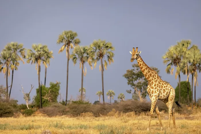 Framed Print : Giraffe walking through floodplains with palm trees in the background, Moremi Game Reserve, Okavango Delta, Botswana