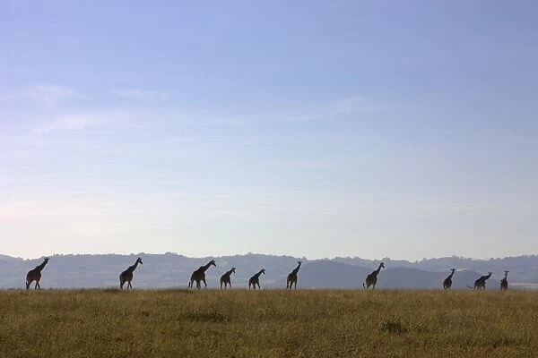 Giraffes on African Savannah, Lewa Wildlife Conservancy, Kenya