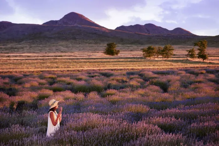 Framed Print : A girl smelling flowers at dusk in a lavender field in Sierra de la Ventana, Argentina Framed Print : A girl smelling flowers at dusk in a lavender field in Sierra de la Ventana, Argentina