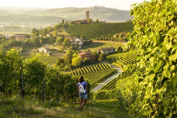 Girl walking trough the vineyards in Langhe, Barbaresco, Italy