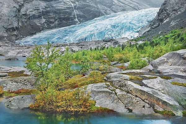 Glacier tongue Nigardsbreen with birches - Norway, Sogn og Fjordane, Jostedalsbreen
