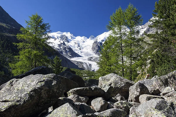 Glaciers of the Bernina group seen from the Valley of Morteratsch by Pontresina