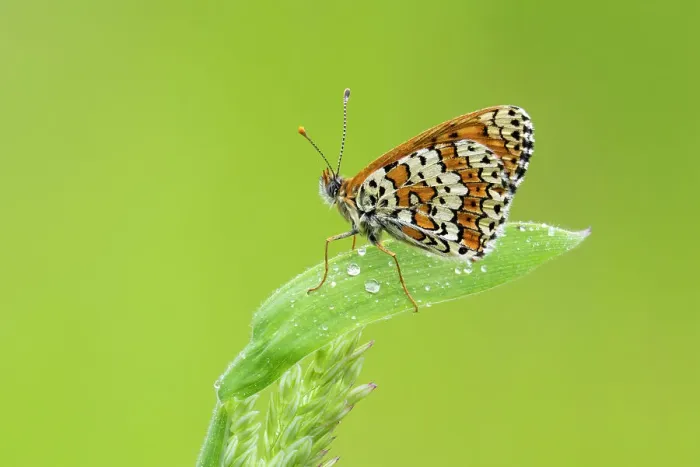 Framed Print : Glanville Fritillary (Melitaea cinxia), Rhodope Mountains, Bulgaria Framed Print : Glanville Fritillary (Melitaea cinxia), Rhodope Mountains, Bulgaria