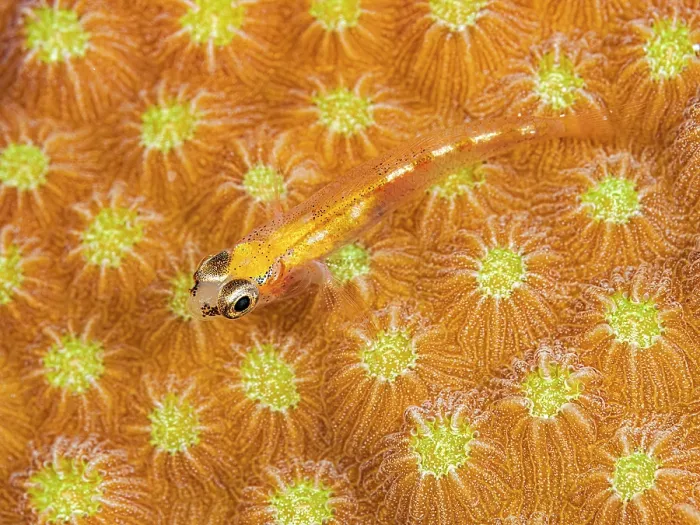 Framed Print : Glass Goby (Coryphopterus hyalinus) on Star Coral, Grand Cayman, Cayman Islands, British West Indies Framed Print : Glass Goby (Coryphopterus hyalinus) on Star Coral, Grand Cayman, Cayman Islands, British West Indies