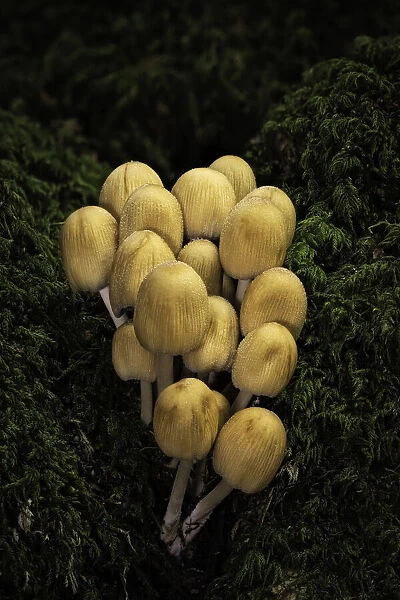 Glistening Ink Caps (Coprinus micaceus), New Forest National Park, Hampshire, England, UK