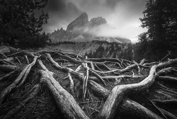 A gloomy autumn afternoon created the perfect scene for a black and white capture, with some old roots in the foregound and the Sass de Putia in the background. Passo delle Erbe, Dolomites, Italy