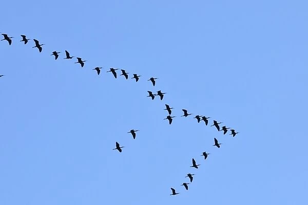 Glossy Ibis flock (Plegadis falcinellus) flying at the Sado Estuary Nature Reserve