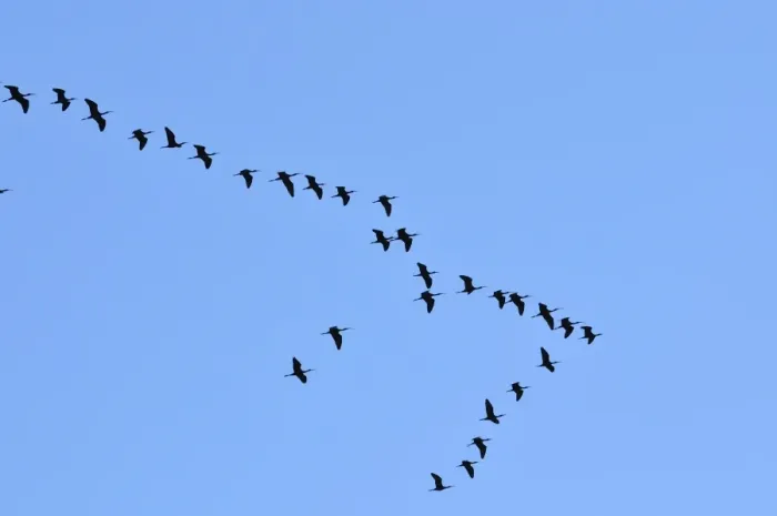 Framed Print : Glossy Ibis flock (Plegadis falcinellus) flying at the Sado Estuary Nature Reserve